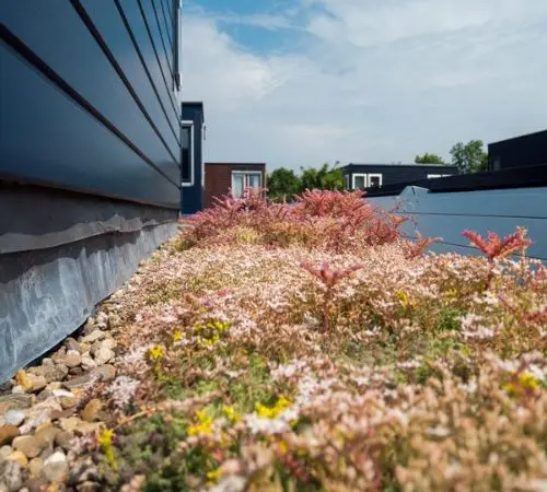 Extensive Dachbegrünung Aufbau mit Sedum-Pflanzen